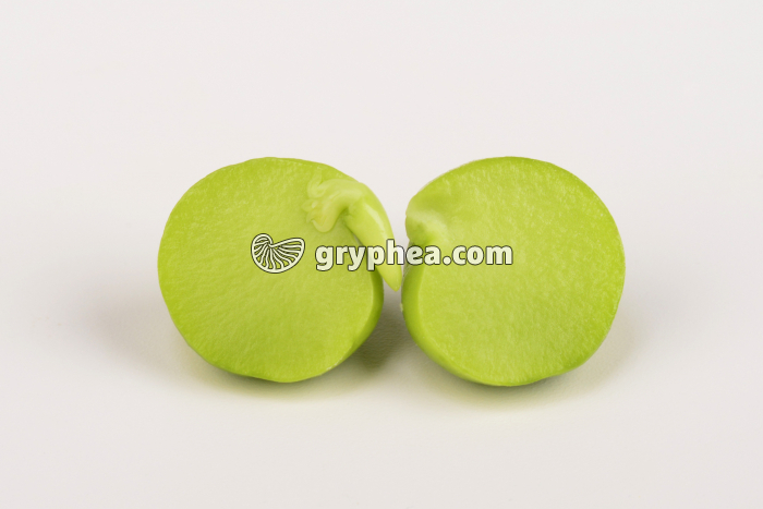 Pois - Graine de Pois avec embryon - gryphea.com